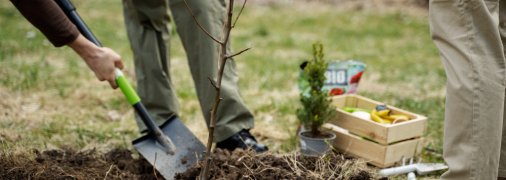 Лучшие даты для посадки плодовых деревьев весной