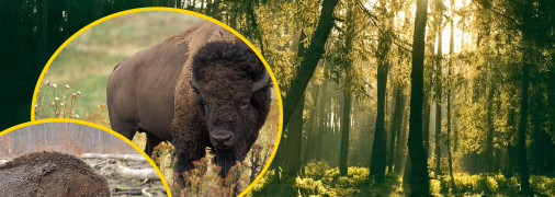 Чим відрізняється зубр від бізона