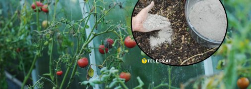 Як правильно підживити ділянку деревною золою