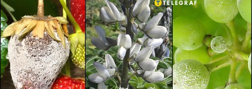 Білий люпин може допомогти у боротьбі із хворобами на ділянці