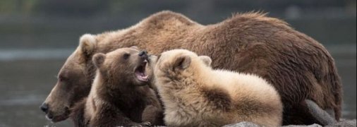 В Калифорнии медведица "выгуляла" на переполненном людьми пляже медвежат (видео)