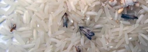 Пищевая моль способна уничтожить все запасы продуктов