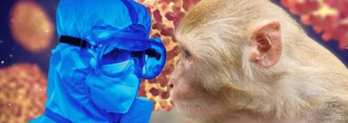 Оспу обезьян до этого фиксировали в 11 странах Европы