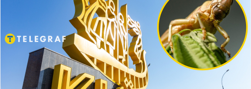 Сарана швидко мігрує