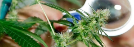 Унікальний сорт використовуватимуть для потреб військових