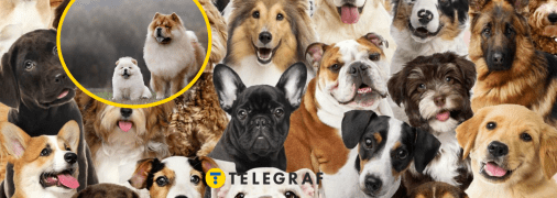 Багато собак