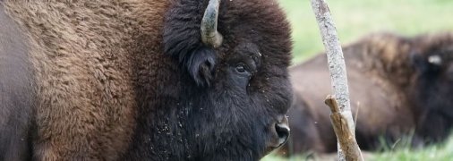 В Британии впервые за 6000 лет появятся дикие зубры