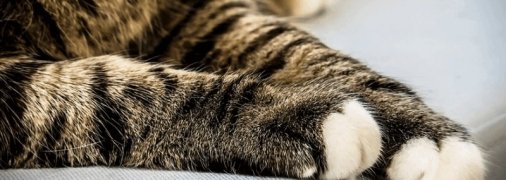 Обвиняется кот. В Остроге 4-месячный малыш стал жертвой домашнего любимца: подробности трагедии 