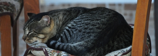 Фото: pixabay.com