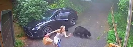 Дика тварила залізла у машину.