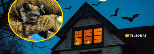 Кажанів завжди пов'язують з містикою