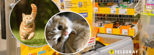 Кіт в Аврорі