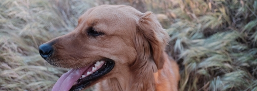 Неделя будет отличной для Тельцов, Близнецов и Скорпионов