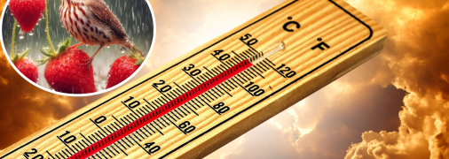 Коллаж "Телеграфа"