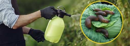 Зробіть засіб від слимаків своїми руками