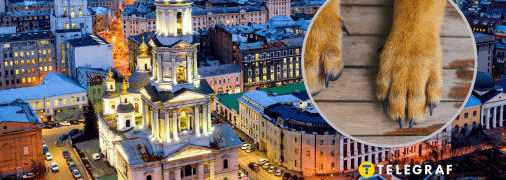 У Харкові побачили лисицю