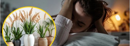 Очерет у вазі