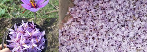 Специя на вес золота: как в Полтавской области начали выращивать шафран