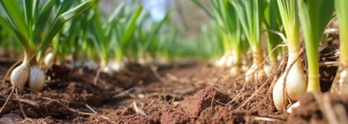 Озимий часник теж любить світло й тепло