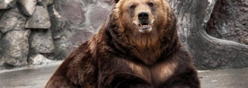 На балансі "Укрзалізниці" під час аудиту раптово знайшли двох ведмедів: стала відома їхня доля