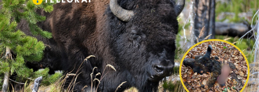 Браконьеры убили зубров