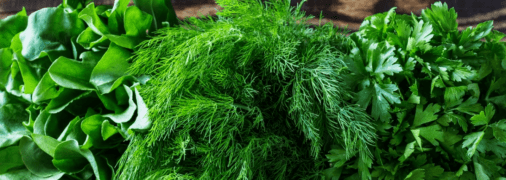 Свежий укроп
