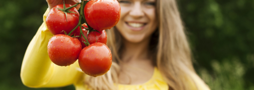 Урожайность томатов зависит от качества роста и развития растений