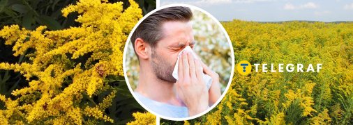 Амброзія – дуже алергенна рослина, яка поширена в Україні