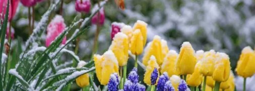 Заморозки на ґрунті