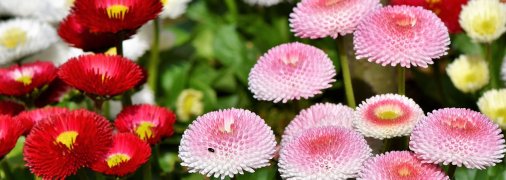 Ви встигнете їх посіяти у травні: ось квіти, які прикрасять сад без метушні з розсадою