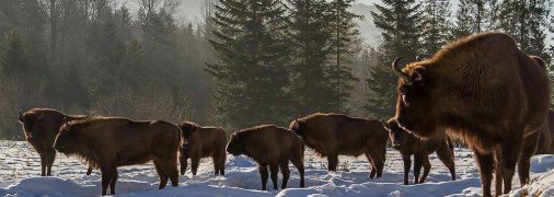 Зубры зимой