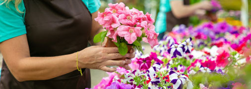 Петунія – прикраса будь-якого саду