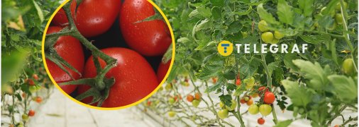 Зараз в Україні сезон помідорів