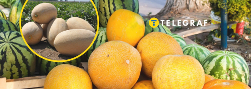 Дыни на рынке