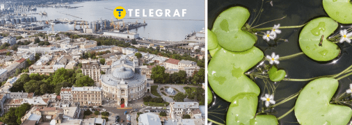 Одеську область "потішила" червонокнижна квітка болотниця щитолиста