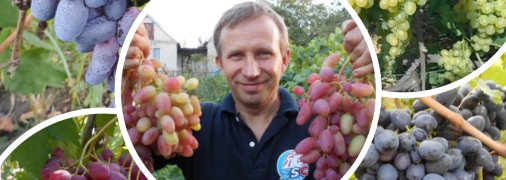 Какие ультраранние сорта винограда созревают в Украине уже в конце июля
