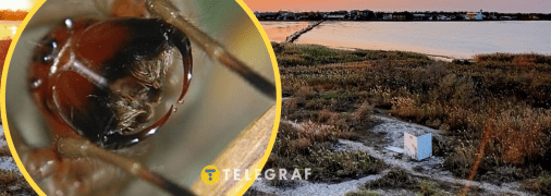 Хеліцери Cheiracanthium punctorium