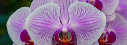 Орхидея нуждается в правильном уходе и подкормке (изображение создано с помощью ИИ)