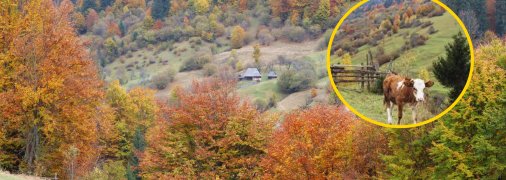 Село Стригальня