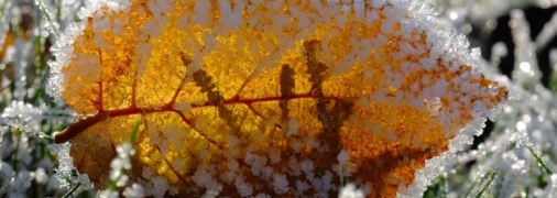 Заморозки дойдут от запада к центру Украины