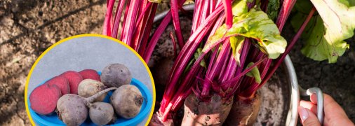 Как правильно хранить урожай свеклы