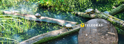 У ставку все менше червонокнижних черепах