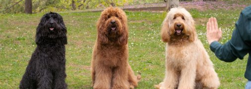 Австралійські коббердоги можуть бути різних кольорів