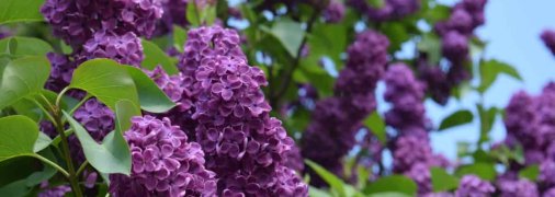 Сирень обыкновенная