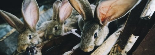 Серед найбільш вразливих наземних видів — зайці