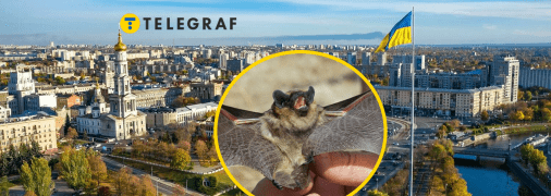 На сході зафіксували появу унікального кажана