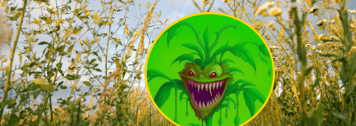 Растение повилика