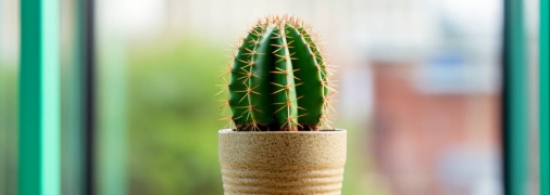 Кактус має сильну позитивну енергретику