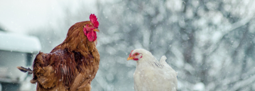 Як утримувати курей