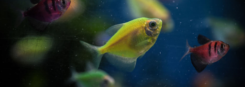 Є кілька причин, через які риба може загинути у воді